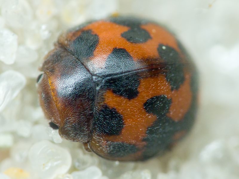 Subcoccinella vigintiquatuorpunctata (Linnaeus, 1758)